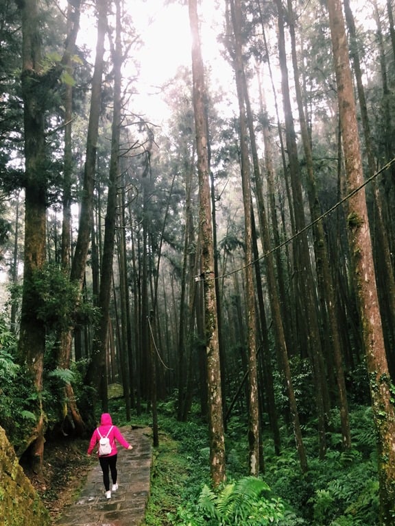 阿里山 巨木棧道