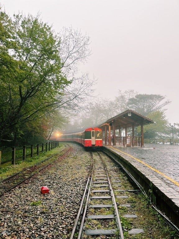 阿里山櫻花季