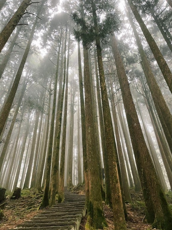 阿里山櫻花季