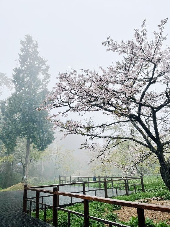 阿里山櫻王