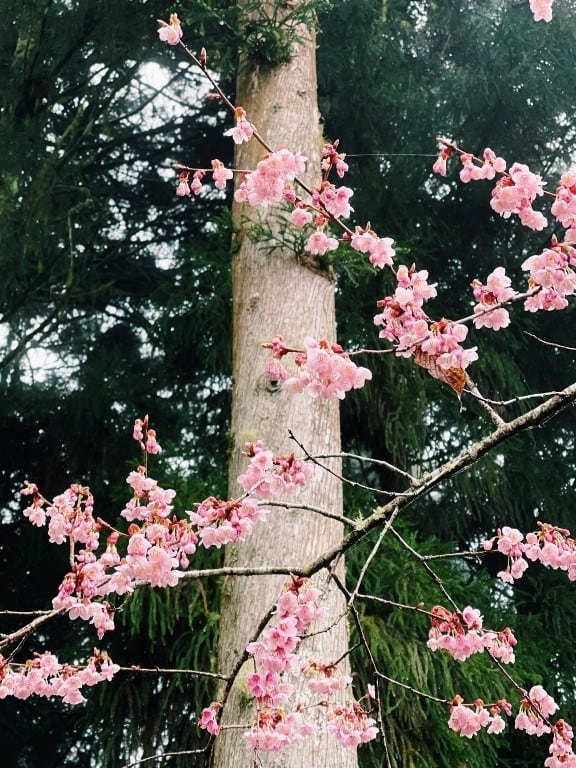 阿里山櫻花季