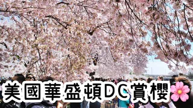 華盛頓DC旅遊 櫻花季